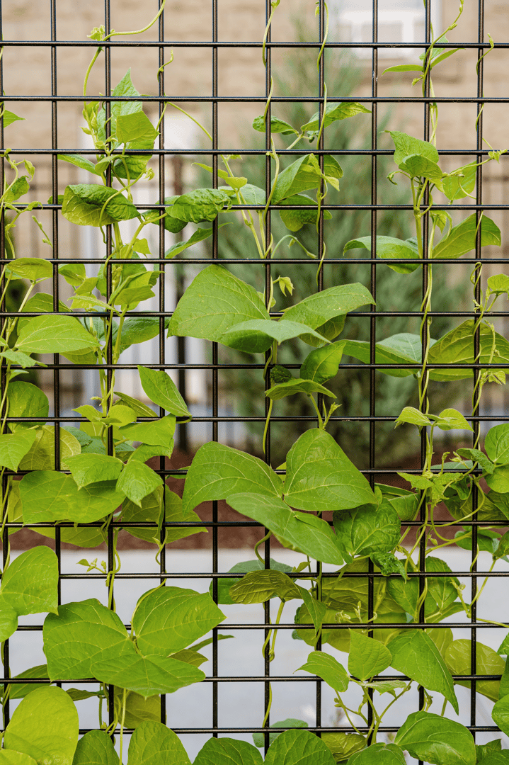 PlanxPnaters_RonaldMcDonaldHouse_BoiseID_034